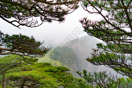 安徽黄山背景中的山雾树图片