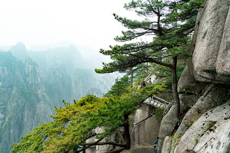 安徽黄山背景中的山雾树图片