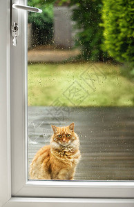 英国下雨天猫在门口等着图片