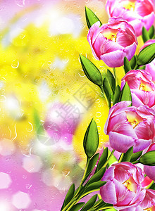 花朵郁金香和图片