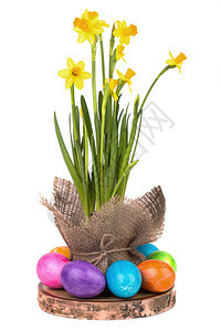 黄色水仙花与白色背景上的复活节彩蛋图片
