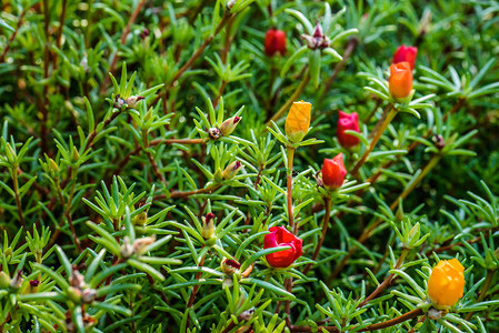 grandiflora是阿根廷巴西南部和乌拉圭本地的Portulacaceae家族的一个开花植物图片