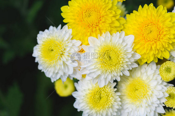 顶视图花园中的白色和黄色菊花美图片