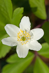 白阿内蒙花图片