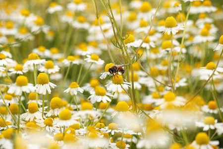 蜜蜂在洋甘菊花草甸春季图片