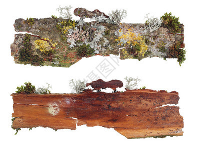一片树皮碎片的顶部和底部景象与一个林苔和地衣不断生长的殖民地相隔绝在图片
