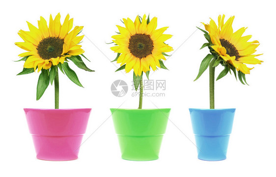 花盆中的3朵向日葵在清晰的白色背景上隔离图片