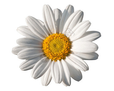 美丽的白色小白菊花的边框背景图片