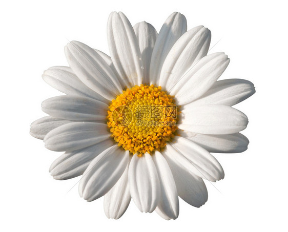 美丽的白色小白菊花的边框图片