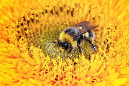 大黄蜂在一朵花上图片