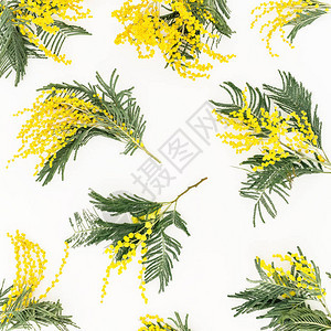 白色背景的黄色花枝平坦的背景图片