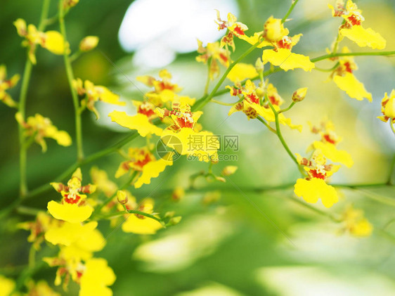 花园中的黄兰花枝作为装饰品和夏季或春季自然背景图片