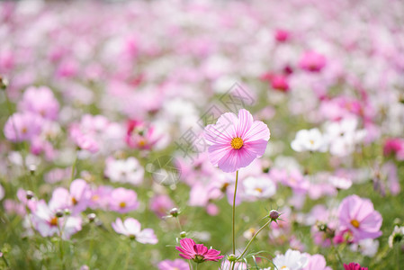 田野里各种颜色的波斯菊花图片