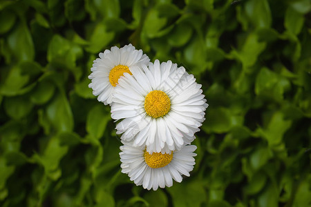 公园里三朵美丽的雏菊花洋甘菊图片素材