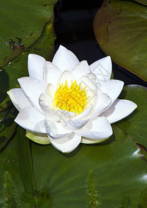 湖中的日本白莲花睡莲图片