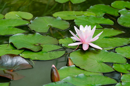 莲花背景图片