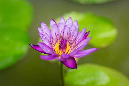 莲花和莲花植物图片