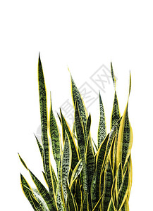 桑塞维里亚三头蛇或系植物以白色背景与图片