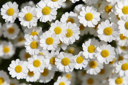 白色小白菊花的特写背景图片