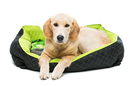 青小狗枕头上躺着的年轻Bautiul金色猎犬在白色背景上被孤图片