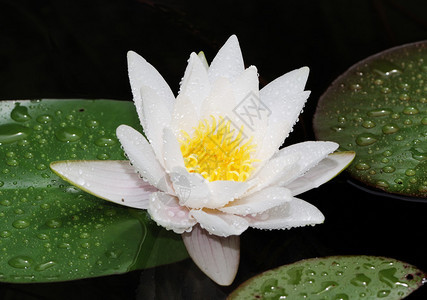 雨后的白莲花图片