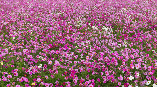 日本田间的波斯菊花图片