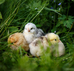 复活节带蛋的小鸡到绿草图片