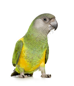 塞内加尔鹦鹉白色面前的Poicephalussen图片