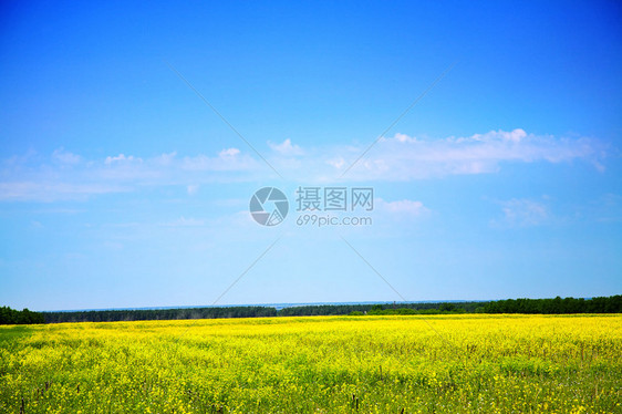 黄色的田野和蓝天白云图片