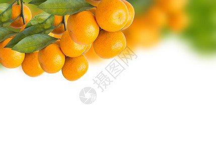 一串成熟的橙子挂在树上图片