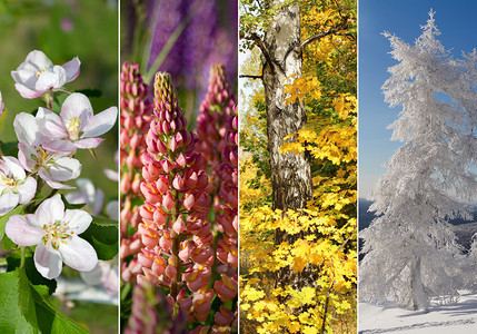 四个明亮的季节春天夏天背景图片