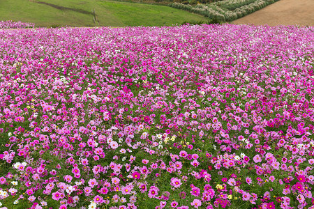 日本美丽的波斯菊花图片