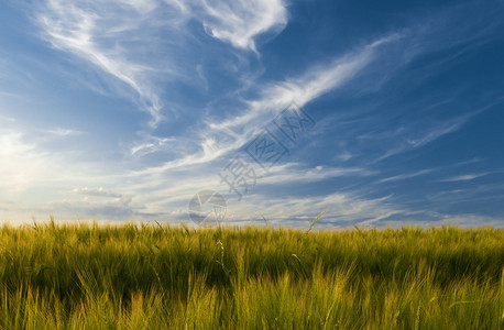 大麦和天空的面积上面图片