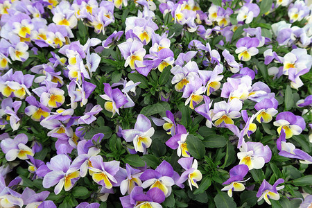 紫黄色的花朵在花朵中盛开图片