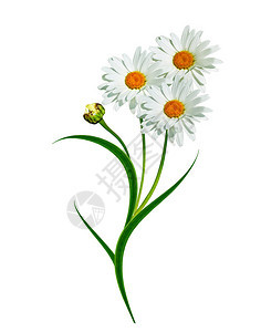 雏菊夏天白色的花朵图片