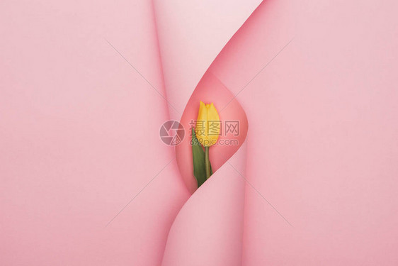 粉红色背景上用纸面环绕包着的黄图片