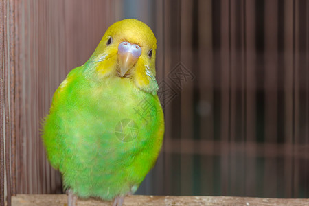 笼中的黄绿虎皮鹦鹉图片