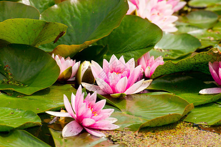 池塘里睡莲的粉红色花朵图片