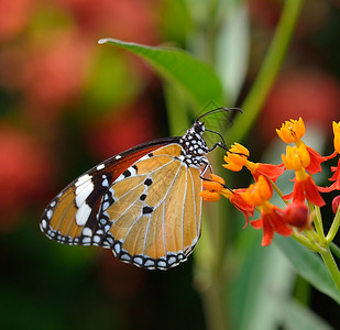 橙花上的蝴蝶背景图片