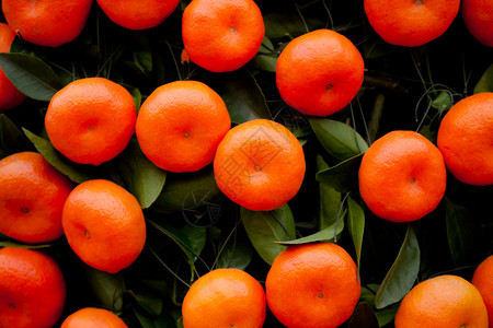 橘子树上的橘子果实图片