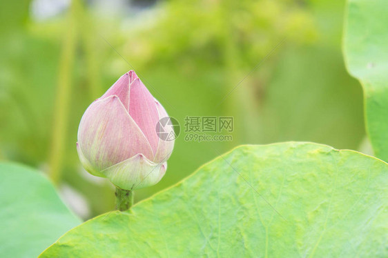 圣日的天然莲花莲花或睡莲图片