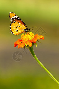 特写帝王蝶以橙花为食背景图片