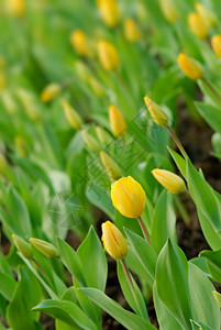 黄色模糊郁金香花图片