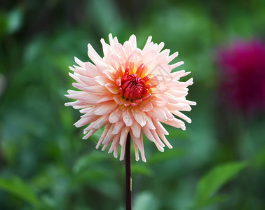 自然中的菊花图片