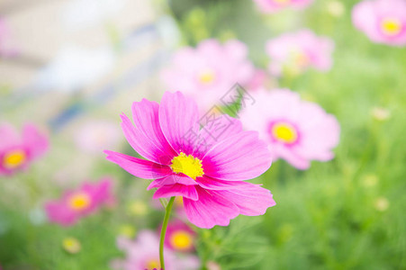 粉红的宇宙花朵菊花在背景图片