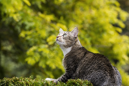 年轻的短头发灰色小猫咪在户外打猎背景图片
