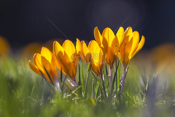 清晨英国伦敦春黄花朵黄色c图片
