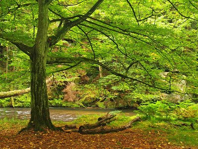 有第一片五颜六色的叶子山区河流树木下的河岸雨天后的傍晚图片
