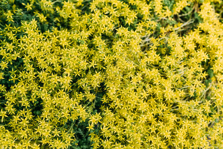 黄色花朵背景的近视图片
