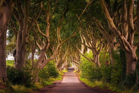 在联合王国北爱尔兰Ballymoney日落时穿过黑暗礁树隧道的公路图片